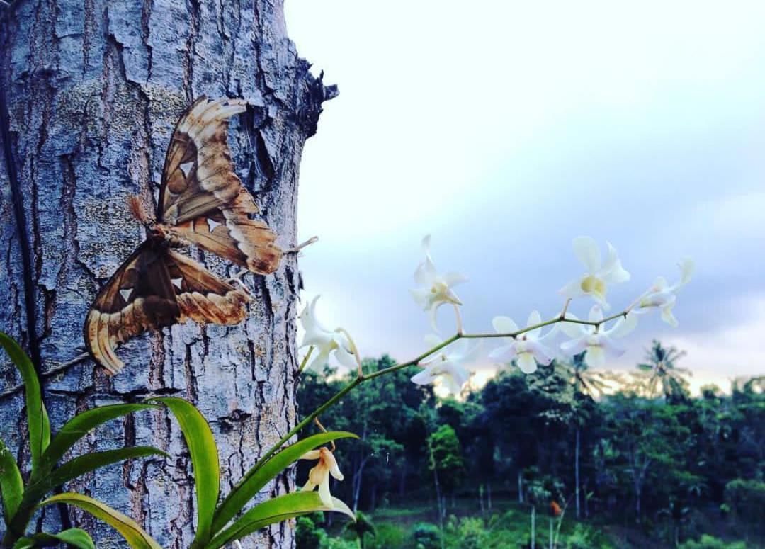 Sky Garden Lombok Daire Tetebatu Dış mekan fotoğraf